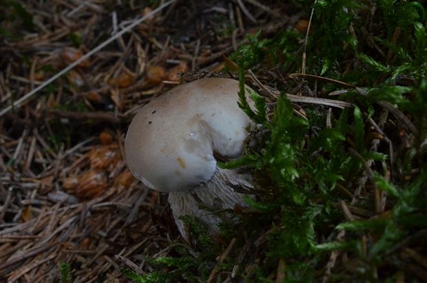 hríb smrekový Boletus edulis Bull.