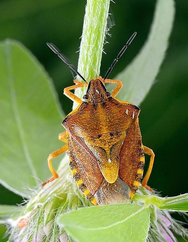 bzdocha menivá Carpocoris pudicus