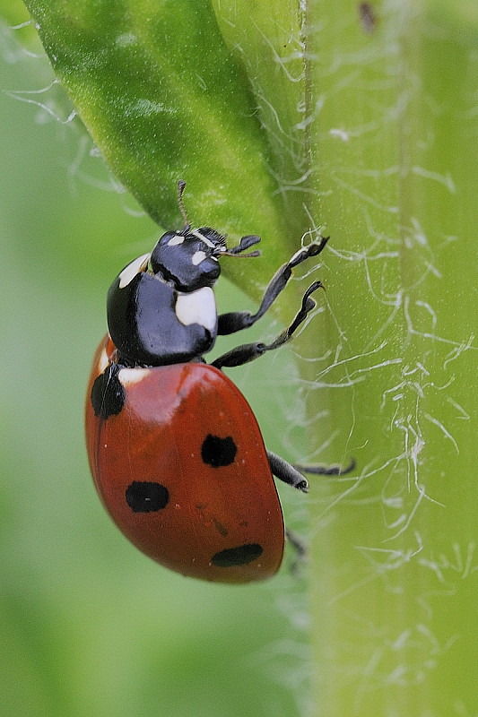 lienka sedembodková Coccinella septempunctata