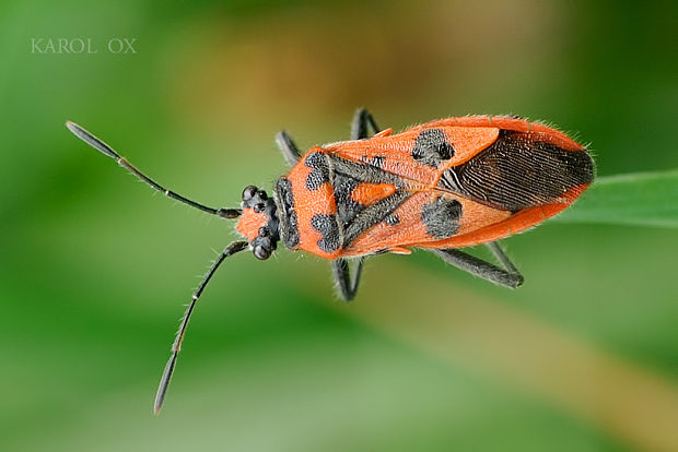 obrubnica červená Corizus hyoscyami