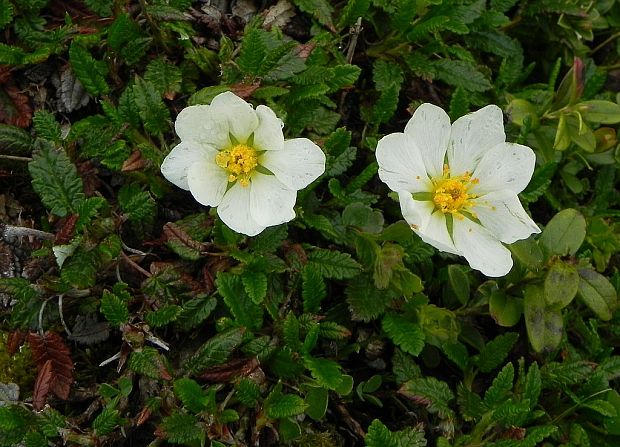 dryádka osemlupienková Dryas octopetala L.