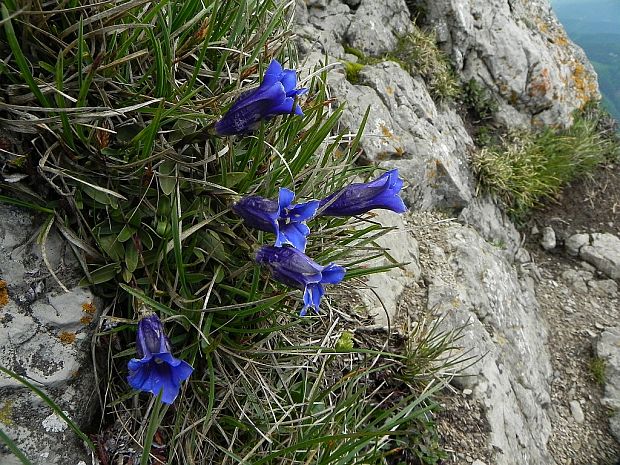 horec clusiov Gentiana clusii Perr. et Songeon