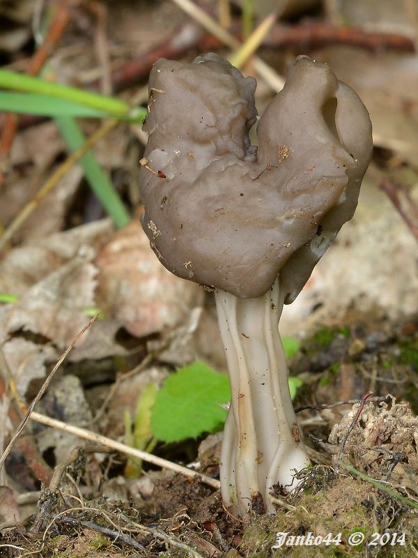 chriapač jamkatý Helvella lacunosa Afzel.