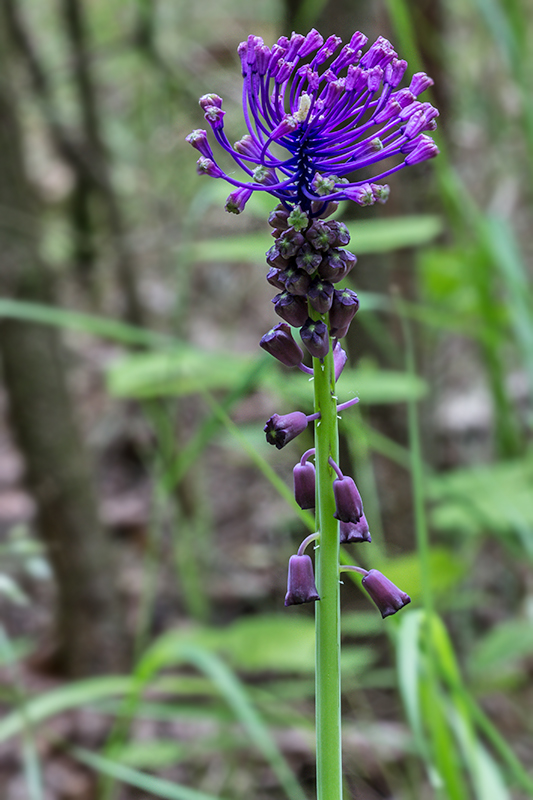 leopoldia chochlatá Leopoldia comosa (L.) Parl.