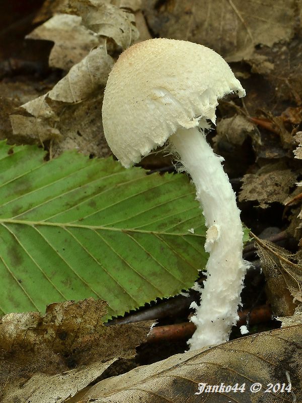 bedlička vlnatá Lepiota clypeolaria (Bull.) P. Kumm.