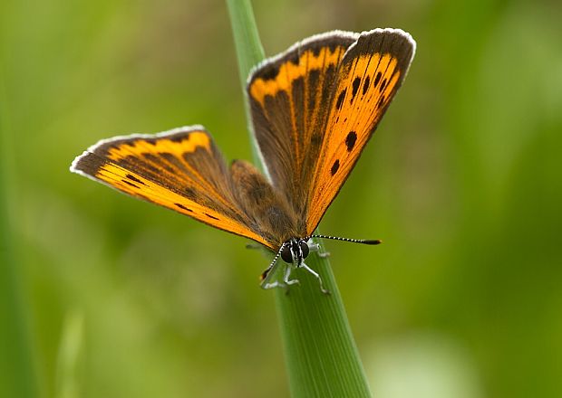 ohniváčik veľký Lycaena dispar