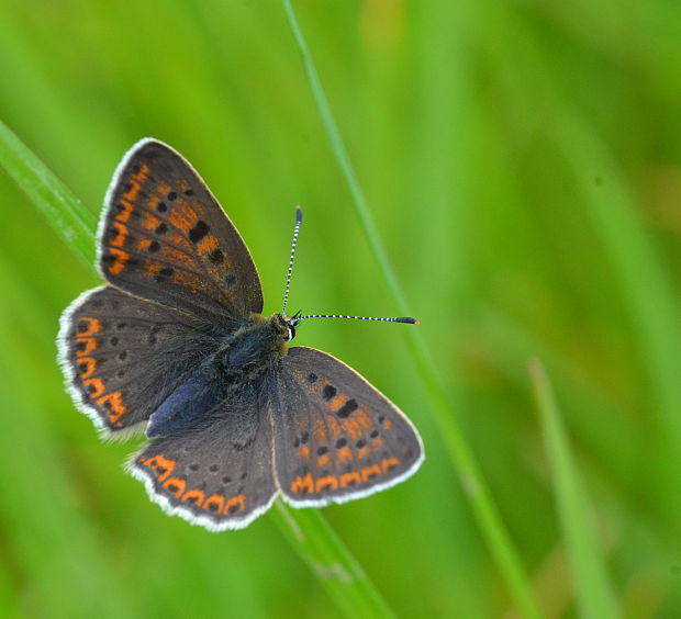 ohniváčik čiernoškvrnný Lycaena tityrus