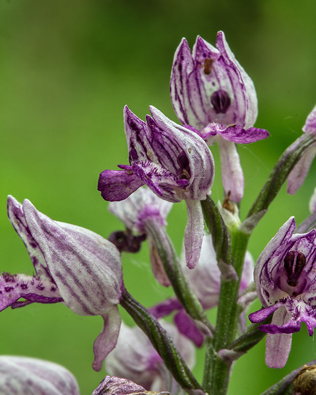 vstavač vojenský Orchis militaris L.