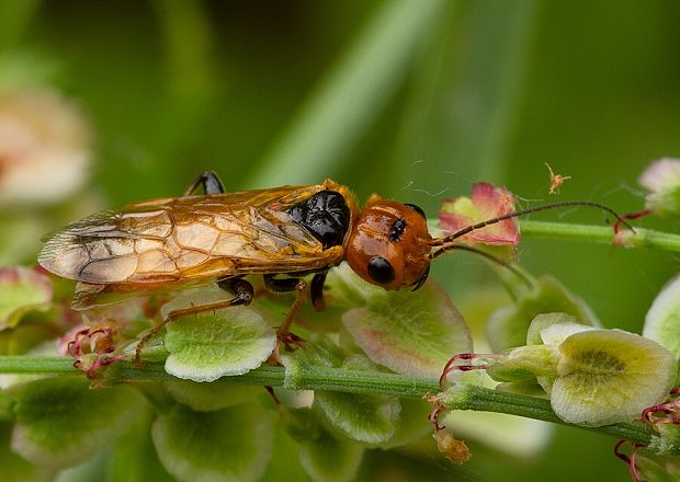 . Pamphilius betulae