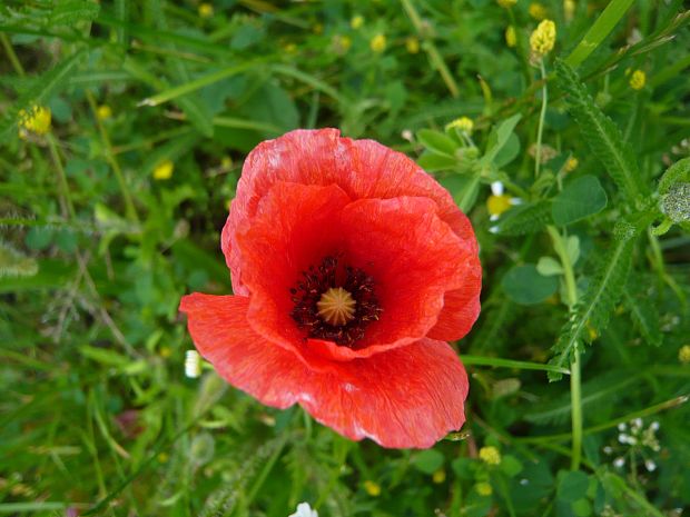 mak vlčí Papaver rhoeas L.