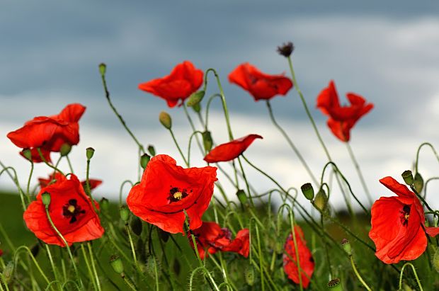 mak vlčí Papaver rhoeas L.