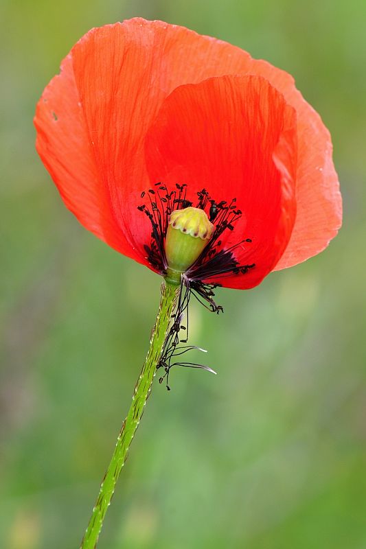 mak vlčí Papaver rhoeas L.