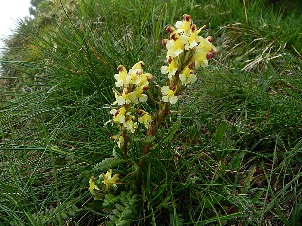 všivec oederov Pedicularis oederi Vahl