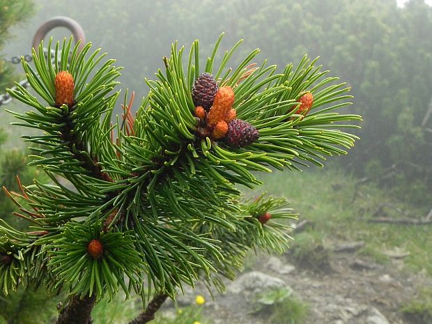 borovica horská Pinus mugo Turra