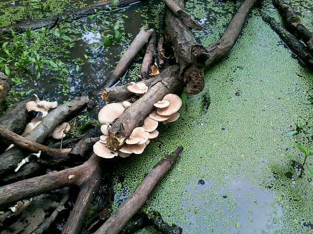 hliva Pleurotus sp.