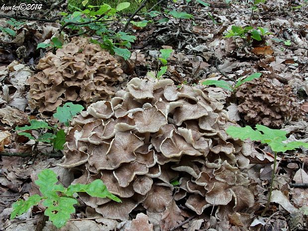 trúdnik klobúčkatý Polyporus umbellatus (Pers.) Fr.