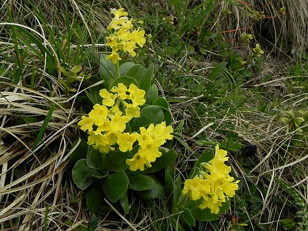 prvosienka holá Primula auricula L.