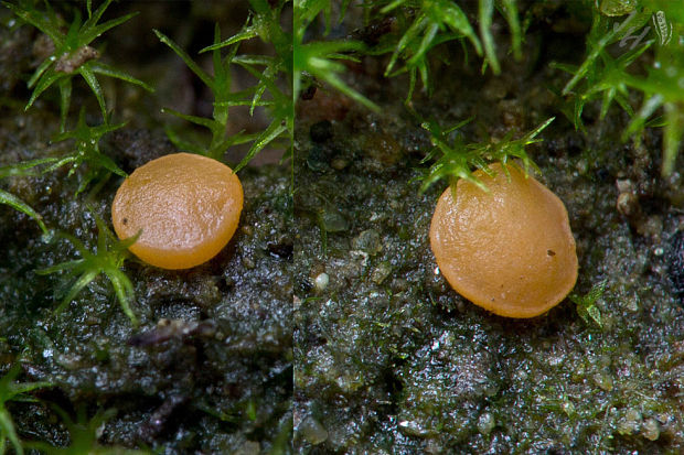 práškovka Pulvinula convexella (P. Karst.) Pfister