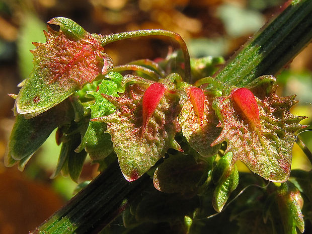 štiavec tupolistý pravý Rumex obtusifolius subsp. obtusifolius