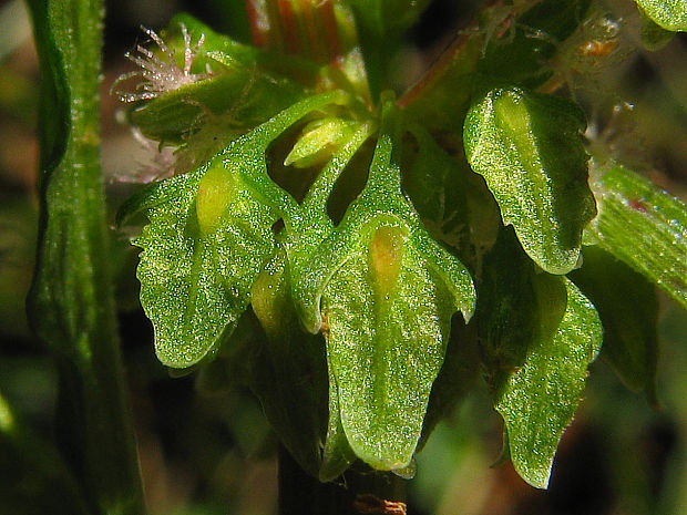 štiavec tupolistý lesný Rumex obtusifolius subsp. sylvestris