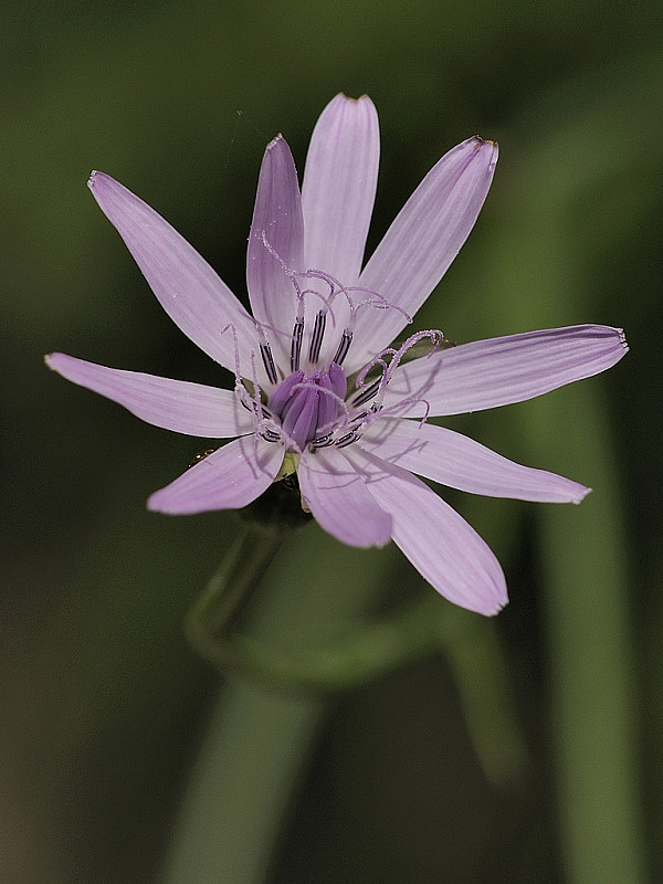 hadomor purpurový Scorzonera purpurea L.