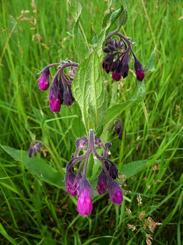 kostihoj lekársky Symphytum officinale L.