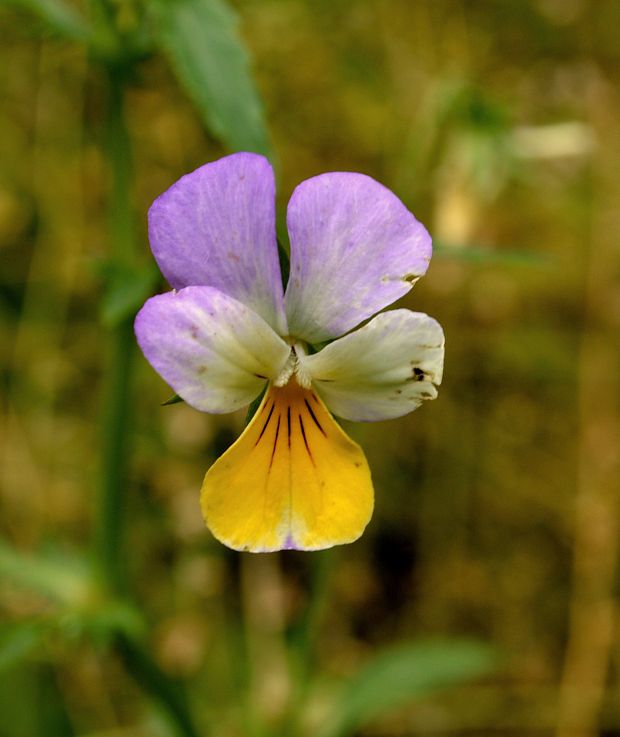 fialka trojfarebná Viola tricolor L. emend. F. W. Schmidt