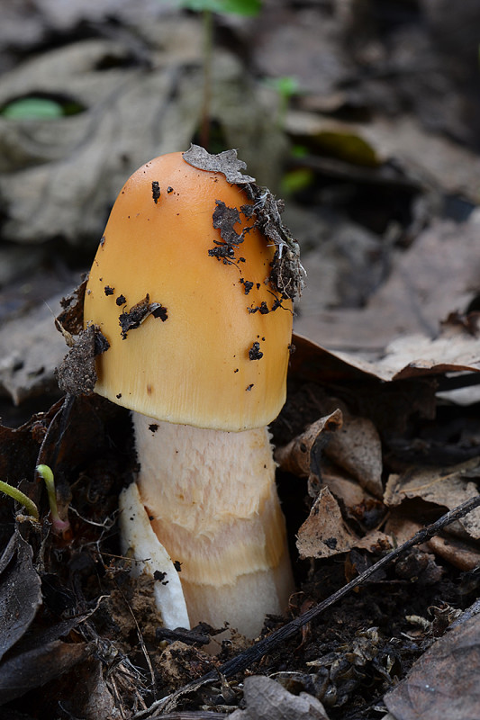 muchotrávka oranžová Amanita crocea (Quél.) Singer