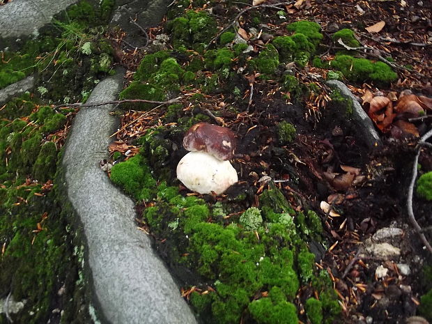 hríb sosnový Boletus pinophilus Pil. et Dermek in Pil.