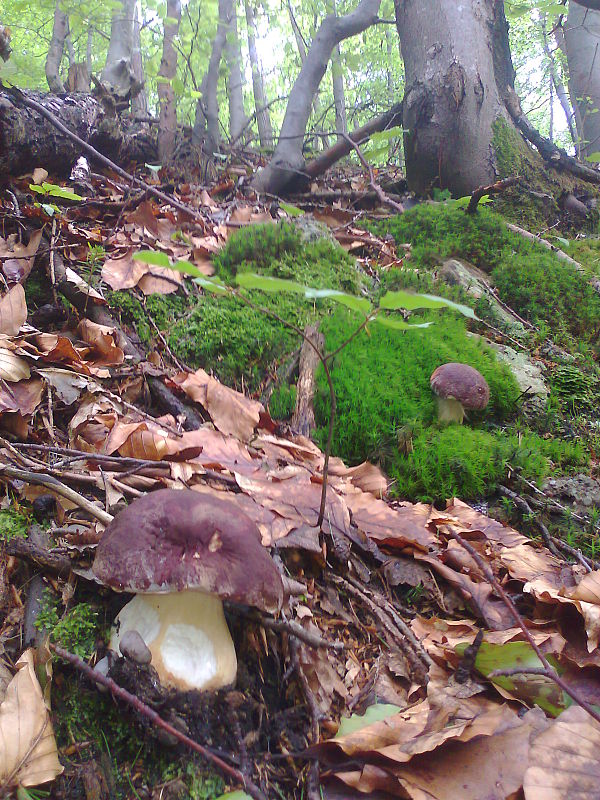 hríb sosnový Boletus pinophilus Pil. et Dermek in Pil.