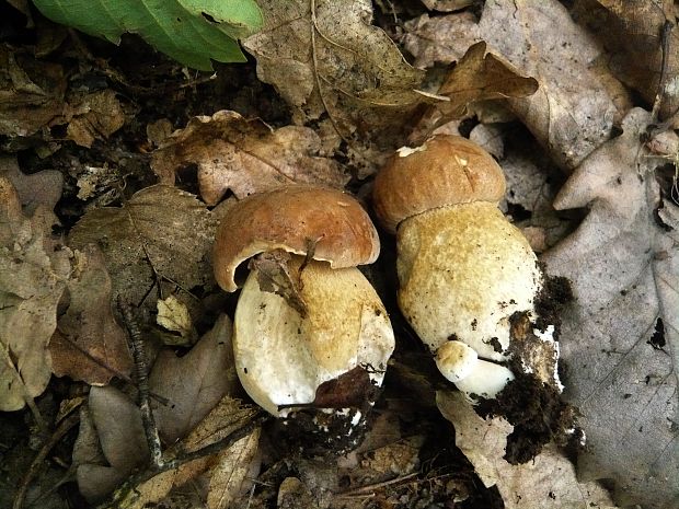 hríb dubový Boletus reticulatus Schaeff.