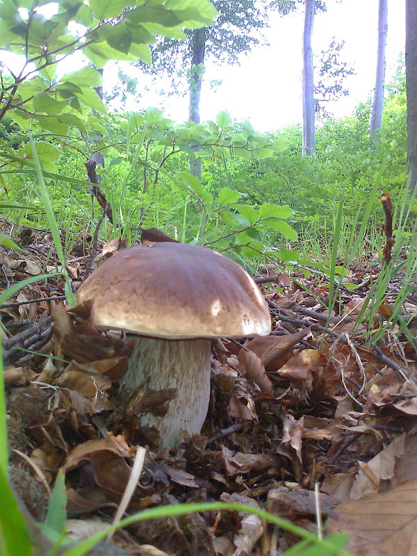 hríb dubový Boletus reticulatus Schaeff.