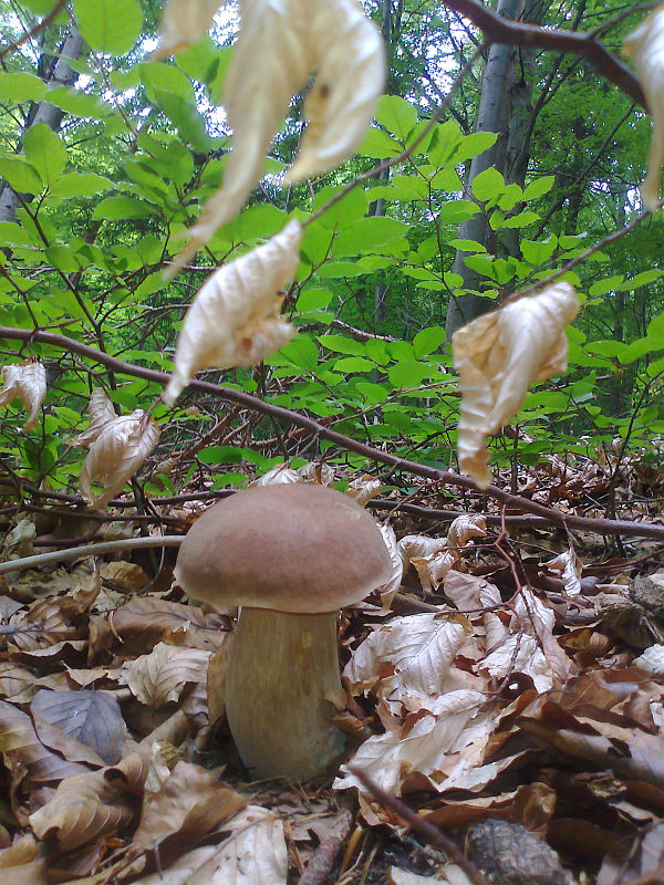 hríb dubový Boletus reticulatus Schaeff.