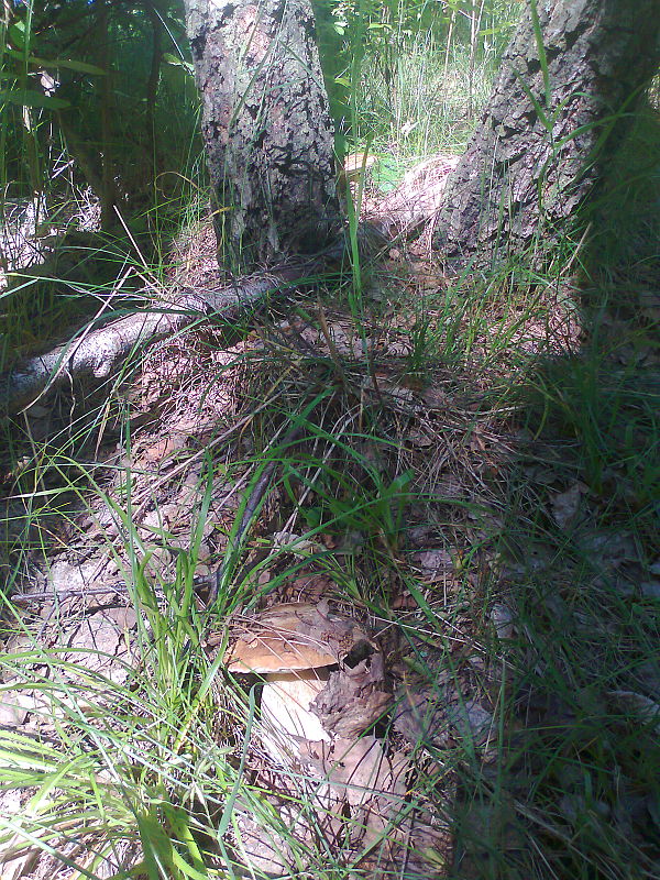 hríb Boletus sp.