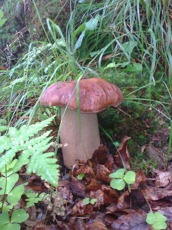 hríb Boletus sp.