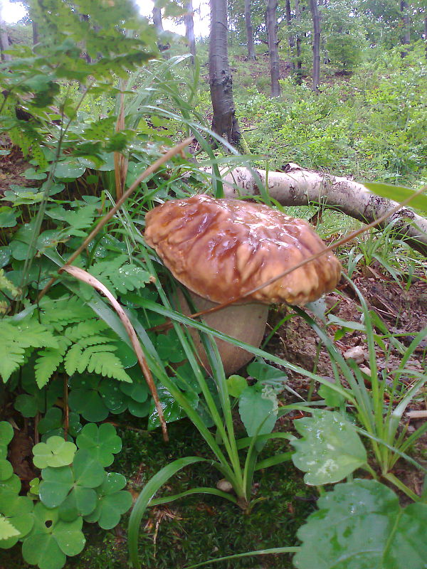 hríb Boletus sp.