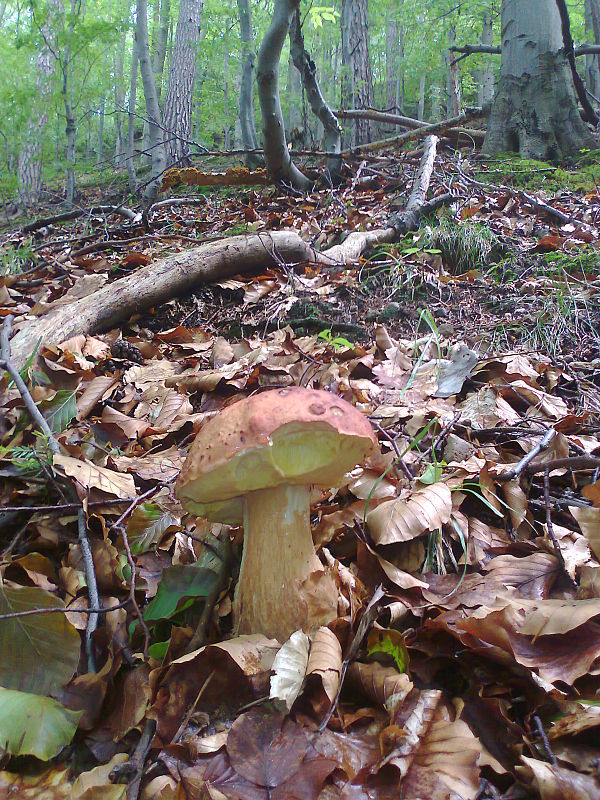 hríb Boletus sp.