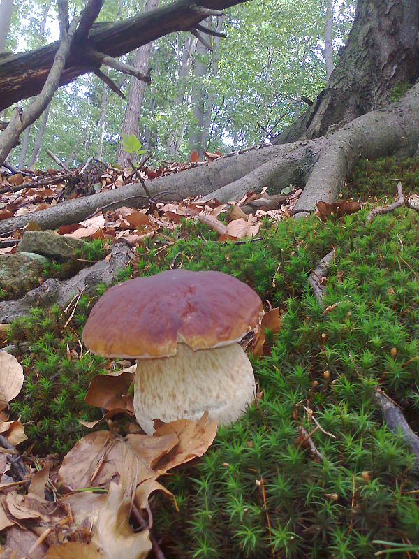 hríb Boletus sp.