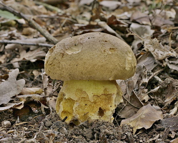 hríb horský Butyriboletus subappendiculatus (Dermek, Lazebn. & J. Veselský) D. Arora & J.L. Frank