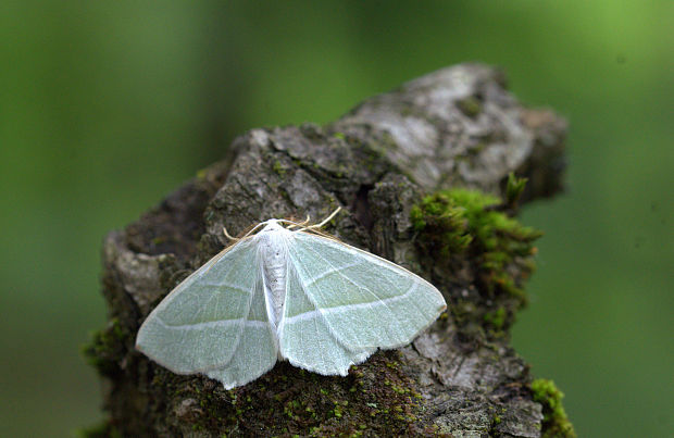 listnatka hrabová Campaea margaritaria