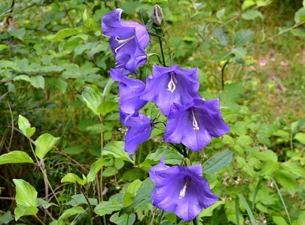 zvonček broskyňolistý Campanula persicifolia L.