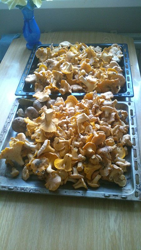 kuriatko Cantharellus sp.