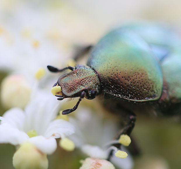 zlatoň obyčajný Cetonia aurata