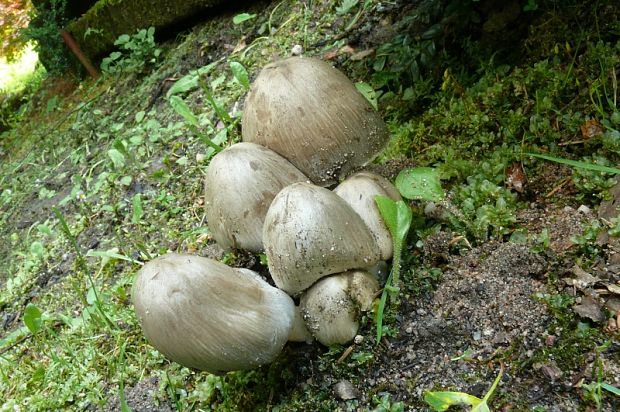 hnojník atramentový -  Coprinopsis atramentaria  (Bull.) Redhead, Vilgalys & Moncalvo