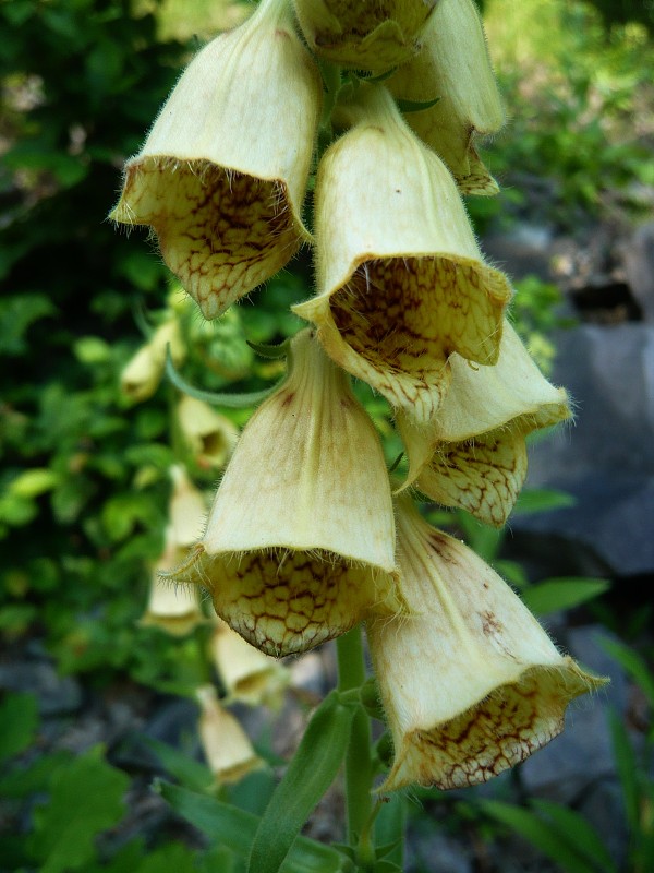 náprstník veľkokvetý Digitalis grandiflora Mill.