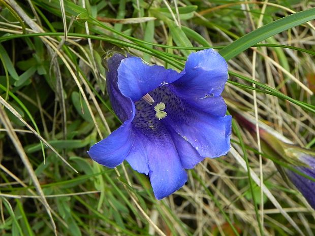 horec clusiov Gentiana clusii Perr. et Songeon