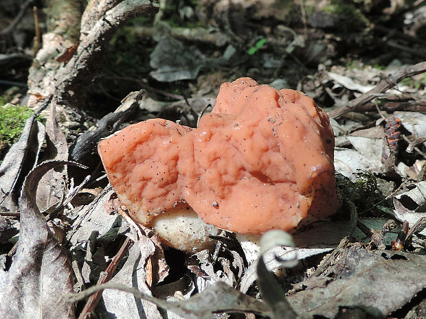 ušiak obrovský Gyromitra gigas (Krombh.) Cooke