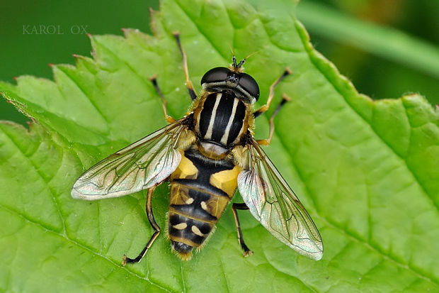 pestrica Helophilus pendulus (Linnaeus, 1758)