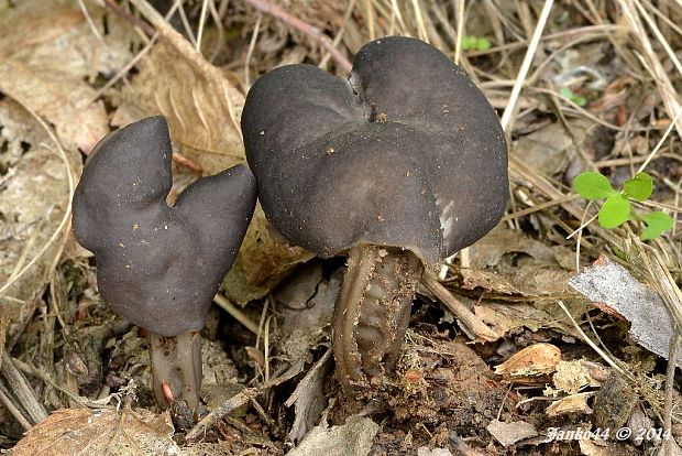 chriapač jamkatý Helvella lacunosa Afzel.