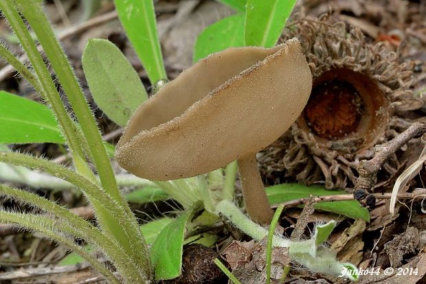 chriapač brvitý Helvella macropus (Pers.) P. Karst.